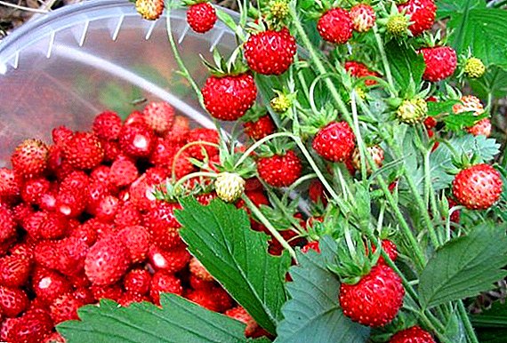 The best varieties of garden strawberries, varieties and descriptions