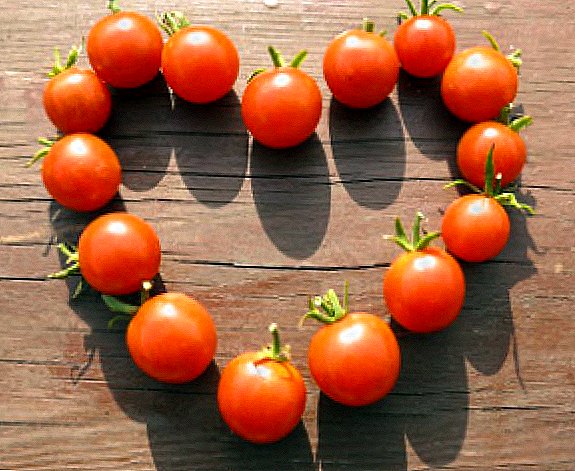 The best varieties of cherry tomatoes