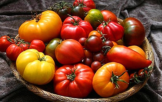 Parimad tomatite sortid Moskva regioonis koos fotode ja kirjeldustega