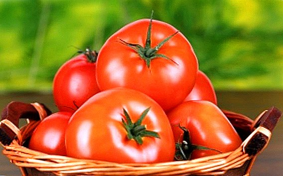 Geriausios pomidorų rūšys: aprašymai, privalumai, trūkumai