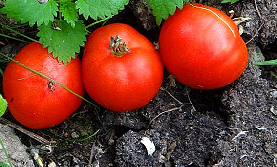 De beste variëteiten tomaten van Siberische fokkers