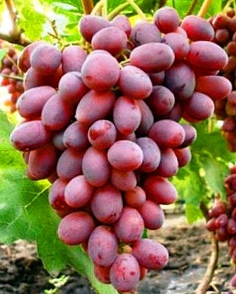 The best grapes for the Moscow region