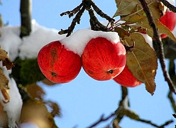 Най-добрите сортове ябълкови дървета за Сибир