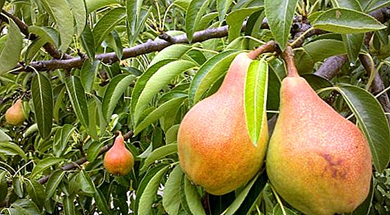 Top tips on the care and planting pear varieties Lada in his garden