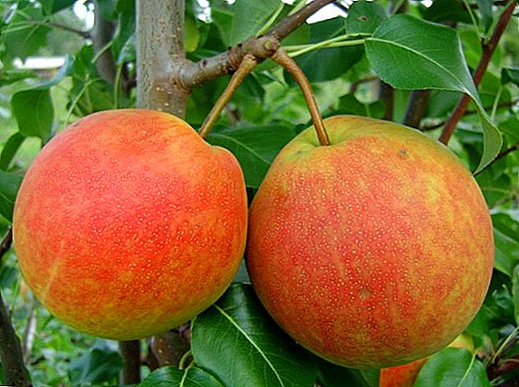 Principaux conseils pour le soin et la plantation des variétés de poires "Otradnenskaya"