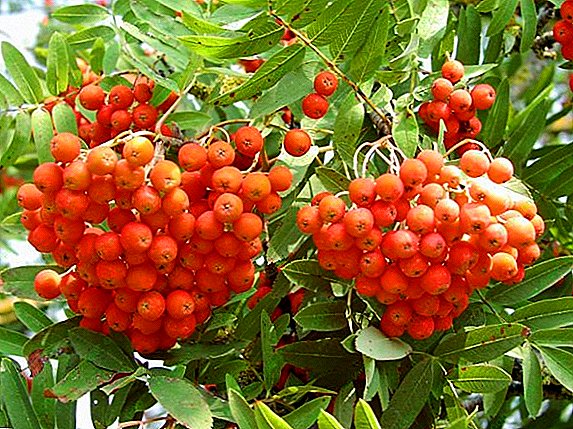 Top tips for the care and planting of mountain ash red