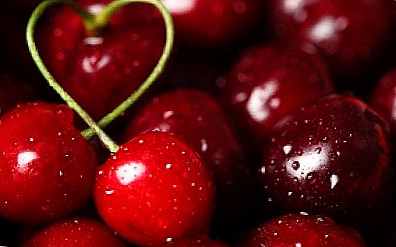 Top tips for the care and planting of cherry