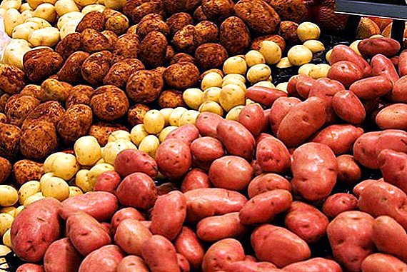أهم النصائح حول زراعة البطاطا في سيبيريا