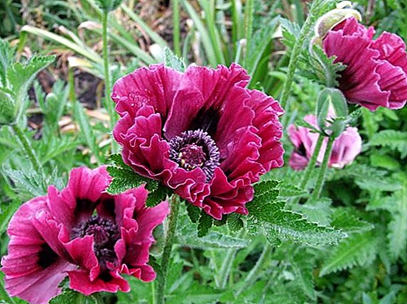 Top tips for growing poppy oriental on the site