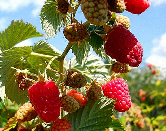 Top tips for growing raspberries Hussar: variety description, planting and care