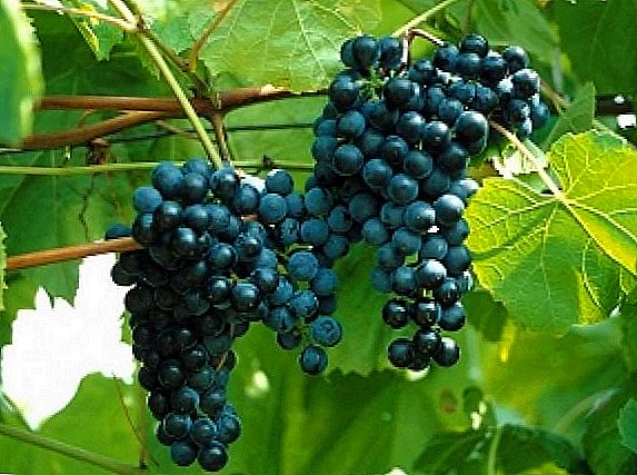 The best technical grapes