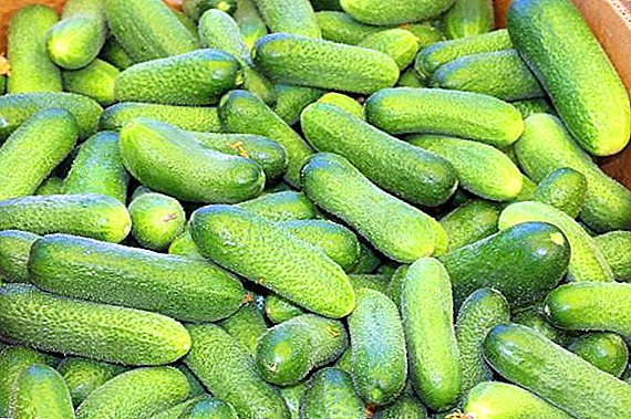 Lukhovitsy cucumber: how to grow and what are the advantages