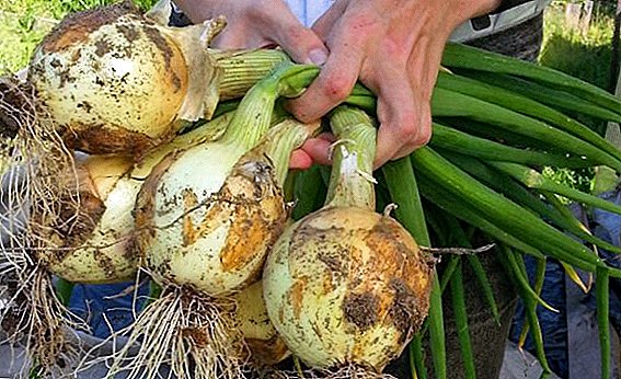 Onion Exhibition without seedlings: growing without hassle
