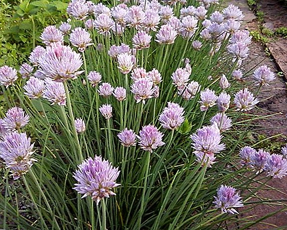 Onion or chives: how to plant and care in order to grow a good crop