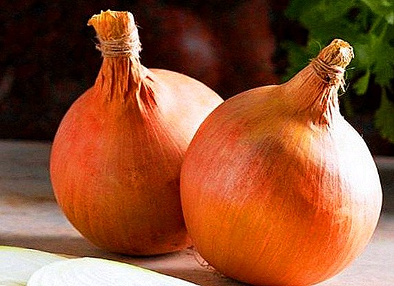 Cebolla "Sturon": características de las variedades en crecimiento