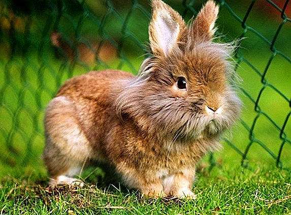Conejo cabeza de león: descripción de la raza, carácter, características del contenido.