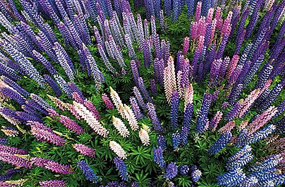 Lupine: how to use as green manure