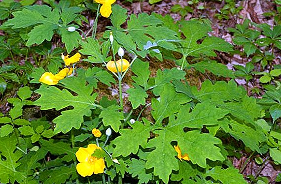 Buttercup creeping: all about perennial with yellow flowers