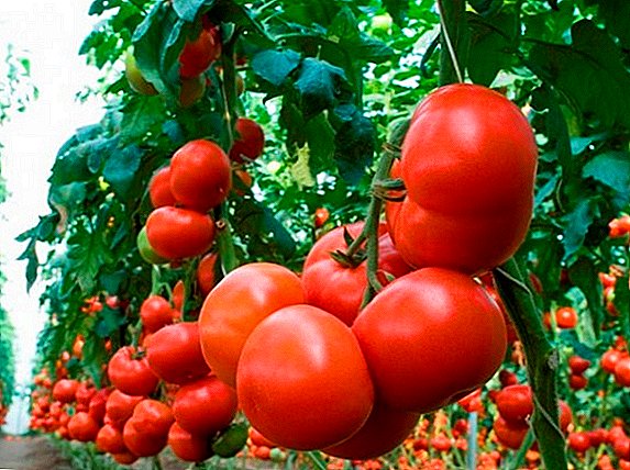 Makhitos - the newest high-yielding variety of tomato