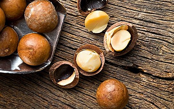 Macadamia mutter - nyttige egenskaper der den vokser og hva den inneholder
