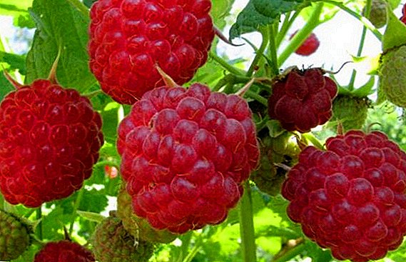 Raspberry "Barnaul": characteristics, advantages and disadvantages