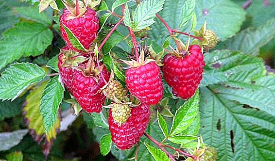Raspberry "Diamond": characteristics, cultivation agrotechnology
