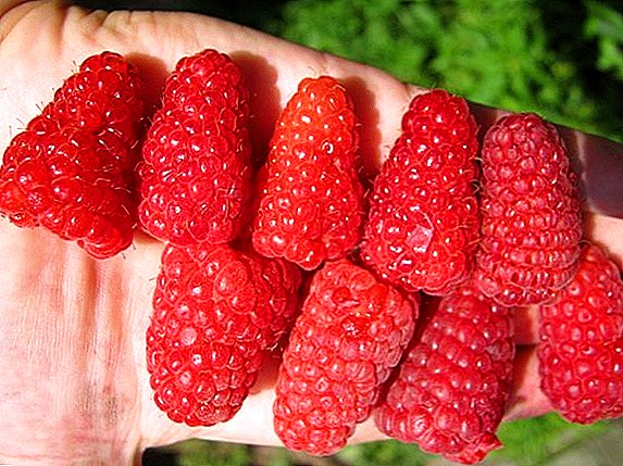Raspberry "Bryansk Divo": karakteristik, rahasia kultivasi yang sukses