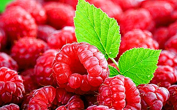 Raspberry Hercules: odroda, pestovanie a pestovanie