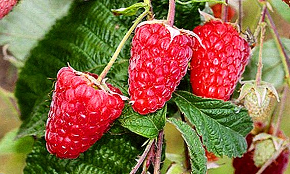 Raspberry "Giant of Moscow": karakteristik, budidaya agroteknologi