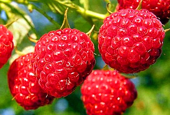 Raspberry Glen Ampl: egenskaper, fordeler og ulemper