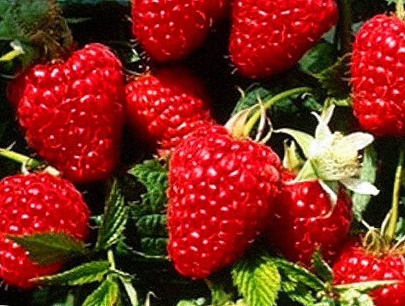 Raspberry "Himbo Top": egenskaper, odling agrotechnology