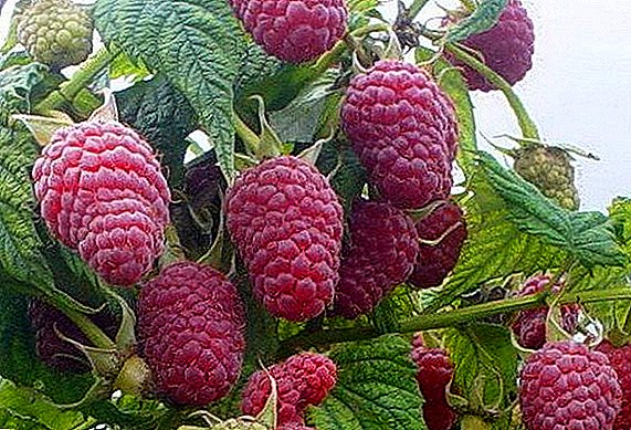 Raspberry Canadian: description and cultivation of a variety