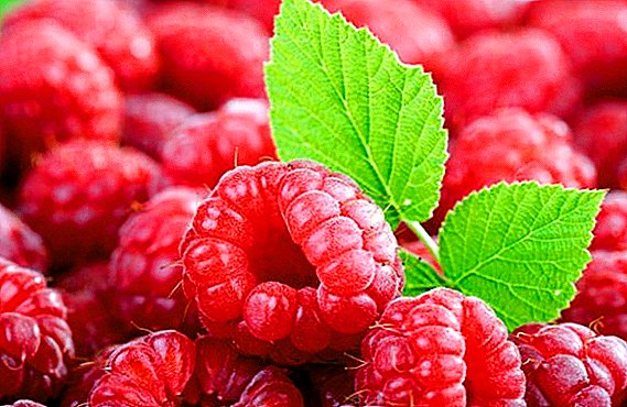 Raspberry "Bellflower": kenmerken, voor- en nadelen