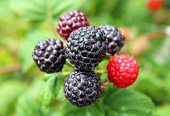 Raspberry "Cumberland": egenskaper av sorten og dyrking agrotechnology