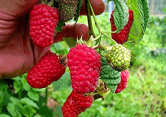 Raspberry Lyachka (Lyashka): characteristics, advantages and disadvantages