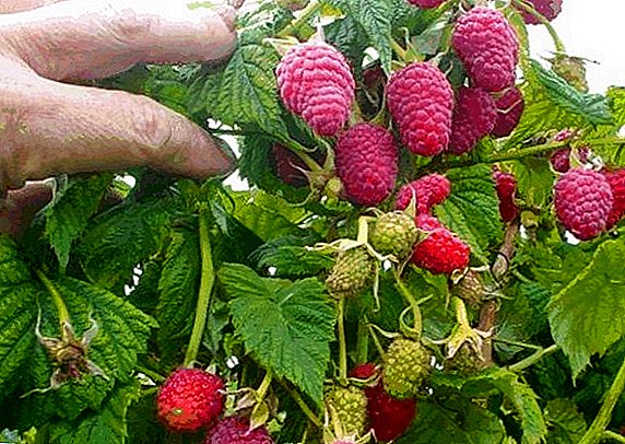 रास्पबेरी "मरोसेका": विशेषताओं, खेती एग्रोटेक्नोलोजी