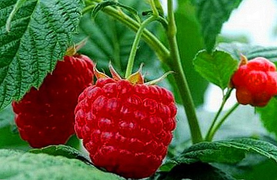 Raspberry "Meteor": characteristics, pros and cons
