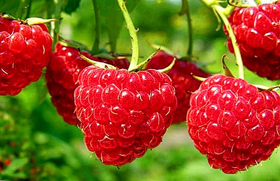 Raspberry "News Kuzmina": egenskaper, odling agrotechnology
