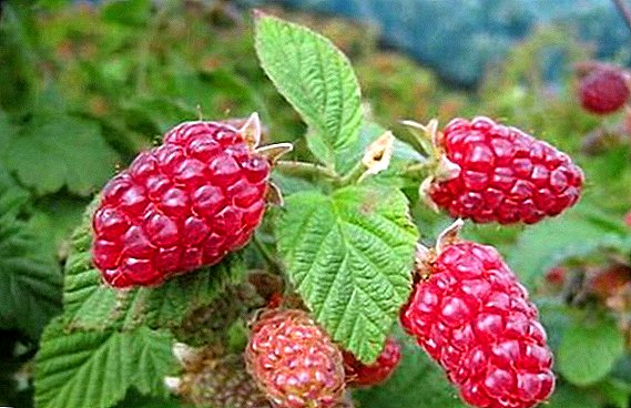 Raspberry Patricia: karakteristik, budidaya agroteknik
