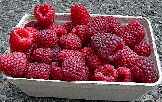 Raspberry Polka: deskripsi dan budidaya buah beri besar