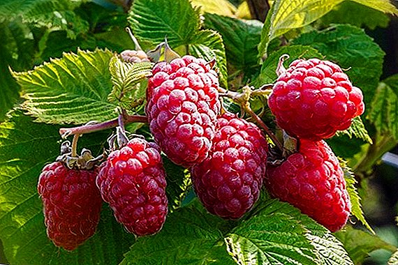 Raspberry "Monomakh's Cap": kenmerken, teelt, verzorging, snoeien