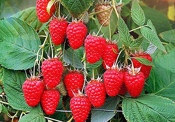 Raspberry "Tourmaline": characteristics, pros and cons