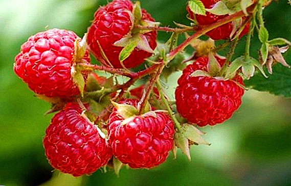 Raspberry "Faith": χαρακτηριστικά, μυστικά της επιτυχημένης καλλιέργειας