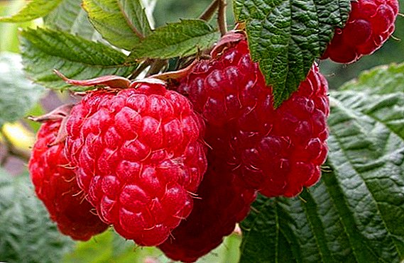 Raspberry Zyugan: characteristics, cultivation agrotechnics