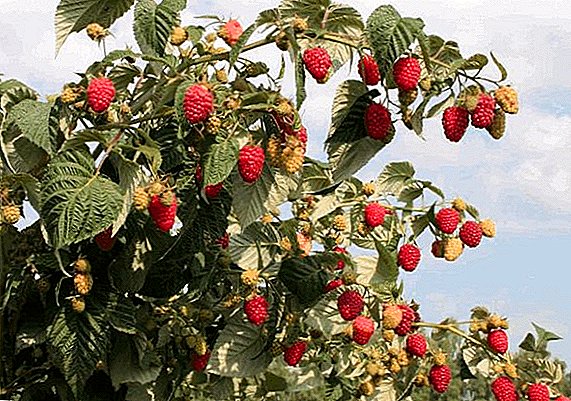 Crimson stablo "Krepysh": karakteristike i agrotehnologija uzgoja