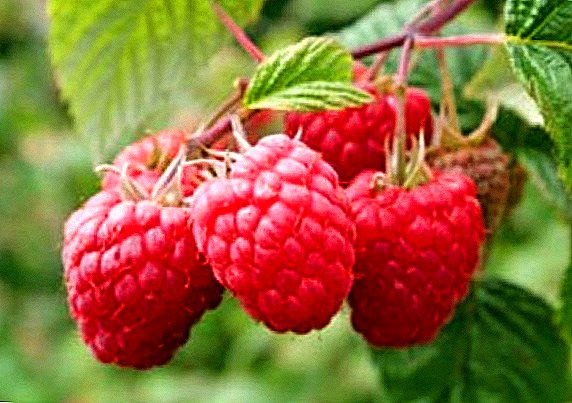 Raspberry Tree "Fairy Tale": kenmerken en landbouwtechnologie van de teelt