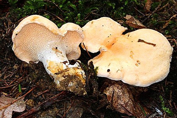 Malo poznati ježev gljiva: gdje raste i može li se jesti?