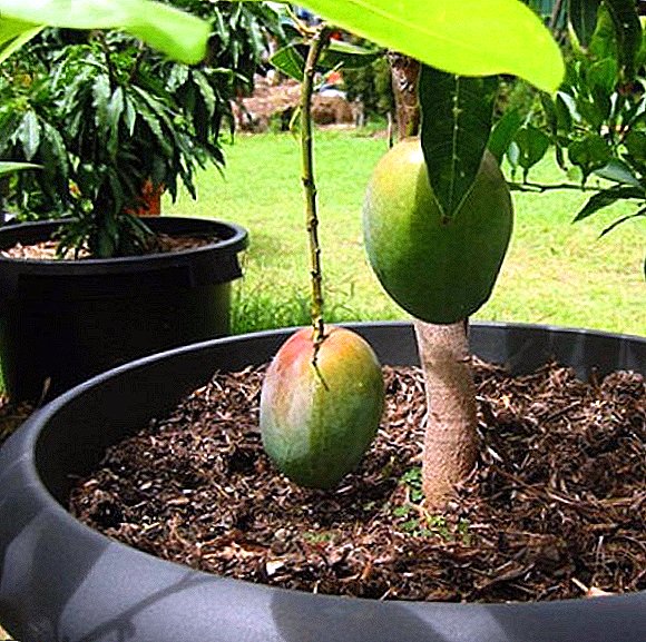 المانجو: التركيب الكيميائي ، الخصائص المفيدة وتكنولوجيا زراعة الفاكهة في المنزل