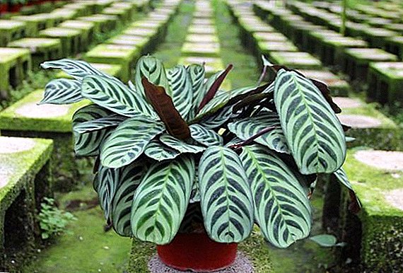Maranta: choose the most beautiful views for your home
