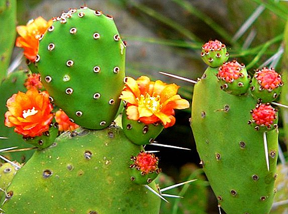 Prickly pear oil and its properties